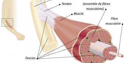 Les fascias musculaires